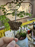  【原研进口】非奈利酮片10mg*28片 实拍图