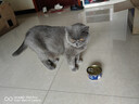 麦富迪 猫罐头 宠物猫咪零食猫湿粮罐头 吞拿鱼鲭鱼味 170g*24 实拍图