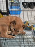腆宠狗笼猫笼 狗笼子中小型犬带厕所幼犬狗窝猫笼子大号家用围栏兔笼 实拍图