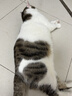 皇家成猫猫粮 营养均衡 F32 通用粮 1-7岁 2KG 实拍图