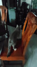 欢宠网猫玩具猫咪自动逗猫球电动自嗨解闷神器磨牙耐咬猫猫小猫幼猫宠物 实拍图