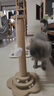 HELLOJOY猫抓柱剑麻猫抓板猫玩具耐抓耐磨不掉屑猫爬架立式自嗨解闷用品 实拍图