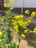 甜蜜点 彩绘檀木梳子实用生日礼物永生花百合退休教师节送老师高级走心 实拍图