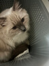 皇家成猫猫粮 口感型 ES35通用粮12月以上10KG 实拍图