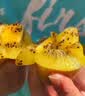佳沛（zespri）新西兰阳光金奇异果巨大果15粒礼盒 单果146-175g 猕猴桃水果礼盒 实拍图