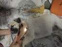 HELLOJOY狗狗拉毛梳泰迪美容蓬松造型猫梳子宠物狗毛猫咪毛梳毛刷针梳用品 实拍图