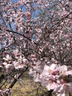 富士（FUJIFILM）X-M5/ M5 微单相机 套机（15-45mm镜头）2610万像素 AI智能对焦 20种胶片模拟 银色 实拍图