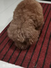 宝路狗磨牙棒狗零食 洁齿棒成犬狗狗通用犬金毛泰迪柯基 75g*3包 实拍图