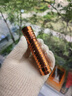 欧德素AUTOSOL金属擦亮膏37.5ml 金属翻新膏 金属护理膏 一擦去污除锈 去氧化翻新增亮 抛光修复微划痕 实拍图
