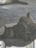 京东京造猫粮鸡肉味全价成猫粮10kg三文鱼肉营养美毛长肉质检流浪救助 实拍图
