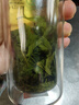 徽六黄茶霍山黄芽茶叶140g 2026新茶山青特二级明前嫩芽罐装自己喝 实拍图