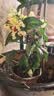 龙吐珠盆栽带花室内桌面好养花卉阳台庭院爬藤植物藤本四季开花苗 2年苗龙吐珠带花（原土原盆）20厘米 含盆 实拍图