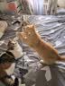 牧灵CFA赛级逗猫棒猫咪玩具自嗨解闷逗猫棒羽毛铃铛替换头小宠物用品 【限量50件】CFA赛级逗猫棒 实拍图