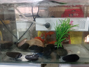 森森 小鲤鱼缸过滤器净水循环三合一内置水族箱过滤系统XQP-500F 6W 实拍图