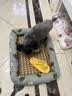 licheers猫狗窝凉席小型犬宠物猫咪睡垫夏季床垫泰迪中大型犬狗垫子 S号 实拍图