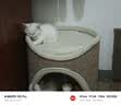 兽牌树洞剑麻桶猫窝猫抓板一体剑麻猫爬架双层大猫屋半封闭式四季通用 砂砾灰丨双层剑麻桶 实拍图