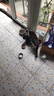 力狼猫条猫咪零食幼猫成猫宠物罐头猫咪汤包湿粮 【囤货推荐】5种口味15g*50支 实拍图