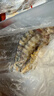 中水远洋进口塞拉利昂斑节虾活冻锁鲜海捕大虾净重2斤九节虾竹节虾40-60只 实拍图