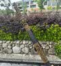 天乾龙泉宝剑汉剑高锰钢实木胎合金装具一体刀剑防身冷兵器武器未开刃 龙尊剑 实拍图