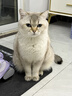 皇家室内成猫粮 I27 通用粮 12月以上 2KG 实拍图