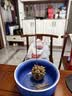 美真香桂花香线香熏香家用室内香薰 28CM 150g 实拍图