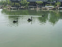 贝亲（Pigeon）桃叶儿童面霜长效保湿滋润润肤身体乳婴儿宝宝面霜 50g IA307 实拍图