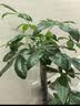 叹为观止大型植物发财树各种大颗盆栽开业乔迁客厅办公室内好养大型花卉 辫子发财树【1.5-1.7米】 含盆 实拍图