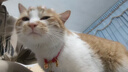 比亿奇猫砂膨润土无尘除臭猫砂多香味快速结团猫沙10kg猫咪用品 【无尘猫砂】荒野玫瑰20斤装 实拍图
