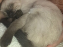 皇家暹罗成猫 SM38 通用粮 12月以上 2KG 实拍图
