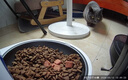 小佩宠物AI智能自动喂食器可视版2 定时定量 猫脸识别(支持鸿蒙智联) 实拍图