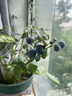 九千谷 园艺工具3件套 迷你小铲子花铲耙子套装种植家庭种菜养花2012 实拍图
