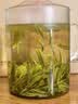 徽六黄茶霍山黄芽茶叶140g 2026新茶山青特二级明前嫩芽罐装自己喝 实拍图