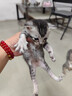 网易严选猫湿粮零食浓汤大口肉罐头鸡肉+三文鱼 85g*24罐 实拍图