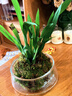 飞利浦（PHILIPS）电动牙刷头C2洁净型官方原装欧洲进口适配钻石1/3/3pro/CI/导航刷系列刷柄 3支装 HX9023 实拍图