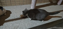 好主人（CARE）金装好主人猫粮2.0 成猫幼猫蓝猫英短通用【试吃装】金装幼猫400g 实拍图