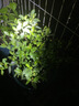 意轩 【带花苞】阳台室内盆栽花卉栀子花树苗大叶绿植四季开花枝子花 独杆栀子花4年苗【带花苞】 不含盆 实拍图