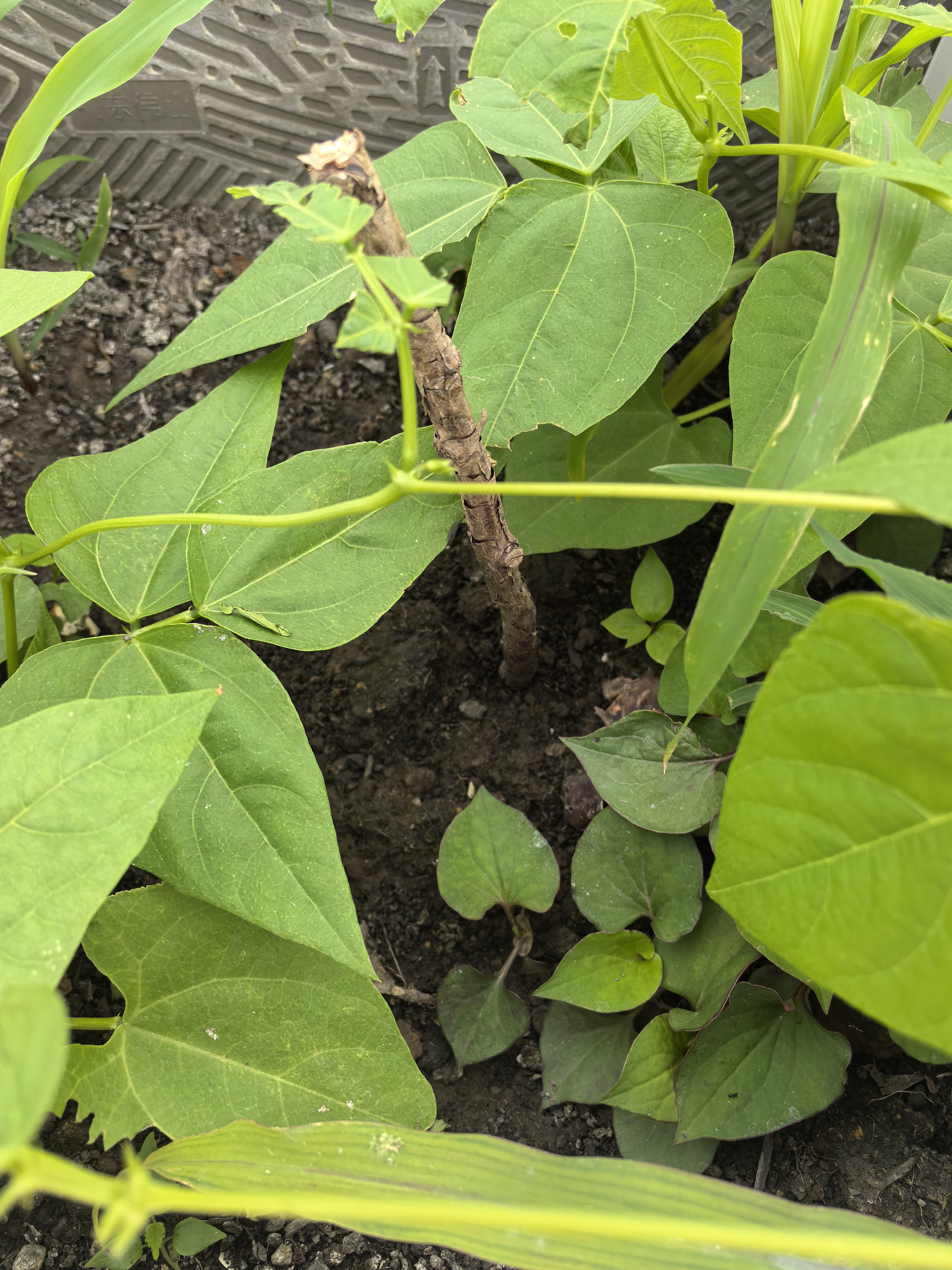 CHUANGSHIJI树莓苗双季树莓覆盆子树苗黄红树莓苗南方北方种植盆栽地栽果树苗 店长推荐5年苗果多【品种留言】 60cm(含)-69cm(含) 实拍图