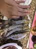 粤海湾南海巨型黑虎虾超大特大号 老虎虾大虾生鲜海鲜礼盒年货送礼虾类 超大8头 700g(净重)  长20-22cm 顺丰/深圳|北京|武汉发货 实拍图