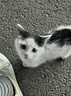 名创优品（MINISO）小猪B-BO翅膀款趴毛绒公仔玩具玩偶抱枕娃娃靠枕生日礼物女 实拍图