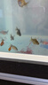森森 小鲤鱼缸过滤器净水循环三合一内置水族箱过滤系统XQP-500F 6W 实拍图