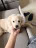 诚实一口N01双拼犬粮鸭肉梨 2kg*1袋+N01双拼犬粮山药牛2kg*1袋 实拍图