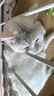 伟嘉猫粮成猫全价猫粮亮毛均衡营养10kg海洋鱼味夹心粮【原料透明】 实拍图