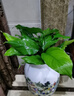 泰西丝水培植物万年青绿植花卉摆件 万年青6株40-50CM不含瓶 源头直发 实拍图