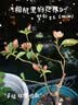 果洛菲（GUOLUOFEI）日式大码棉拖鞋男女春秋冬季居家室内木地板情侣保暖 灰色 42-43 实拍图