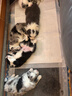 澳龙宠物补钙犬猫通用牛磺酸液体钙强力补 多维三效液体钙100ml 实拍图