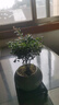 京东绿植小叶赤楠老桩苗微景观水培办公室内好养绿植盆栽绿冰裂源头直发 实拍图
