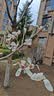兴盛德 麻辣花生120g*4袋 河南开封特产礼物休闲零食坚果炒货小吃 实拍图