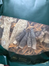福东海 羊肚菌汤包75克*5包  八鲜山珍菌菇干货 羊肚菌竹荪虫草花姬松茸 实拍图
