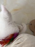 HELLOJOY猫抓柱剑麻猫抓板猫玩具耐抓耐磨不掉屑猫爬架立式自嗨解闷用品 实拍图