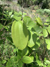 喜碧（Scybe）食品级玻璃罐泡酒容器泡酒瓶腌菜泡菜坛子酿酒药酒坛福瑞5L 实拍图